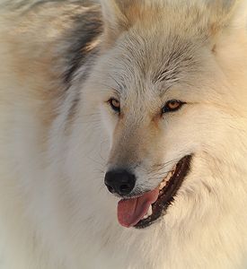 Wolf Face - NatureBabe Photos