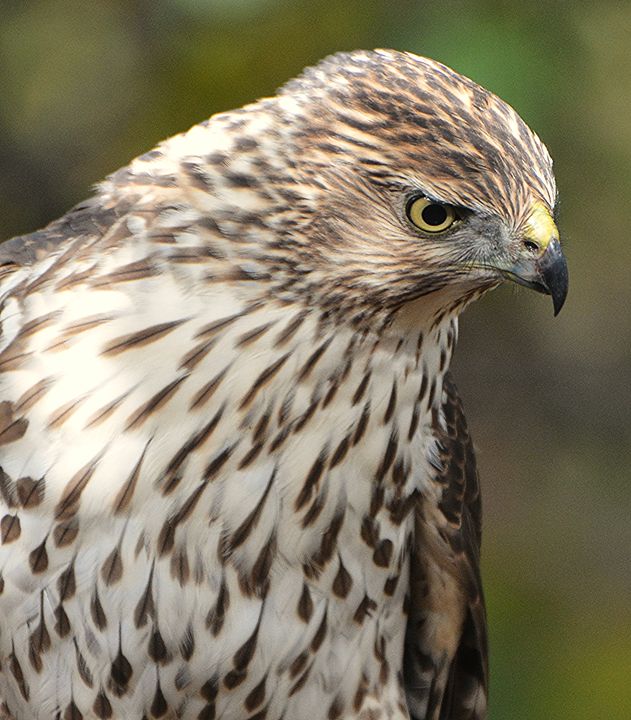 Juvenile Cooper's Hawk Stalking - NatureBabe Photos - Photography ...