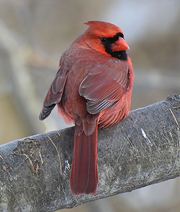 Cardinal Looking Over Its Shoulder - NatureBabe Photos