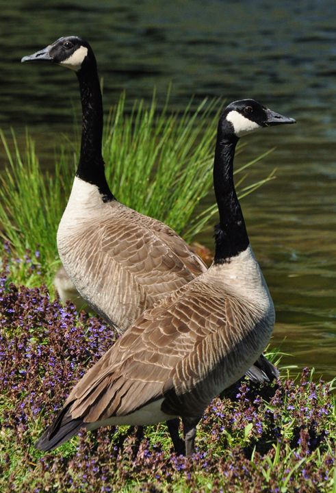 canada goose woodbury