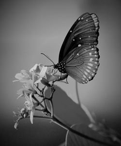 Dramatic Butterfly