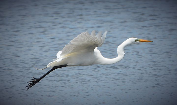 Egret Flying Over The Sound - Naturebabe Photos - Photography, Animals 