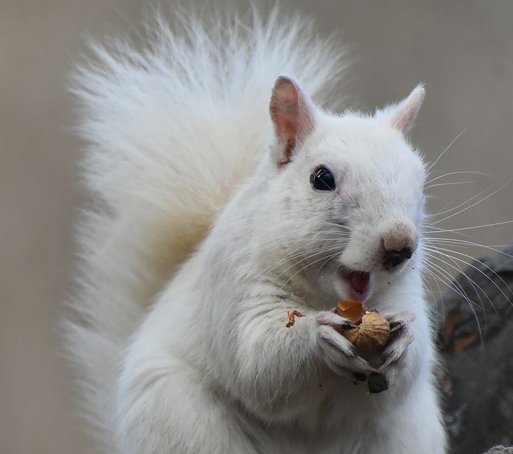 White Squirrel Smiling - Naturebabe Photos - Photography, Animals 