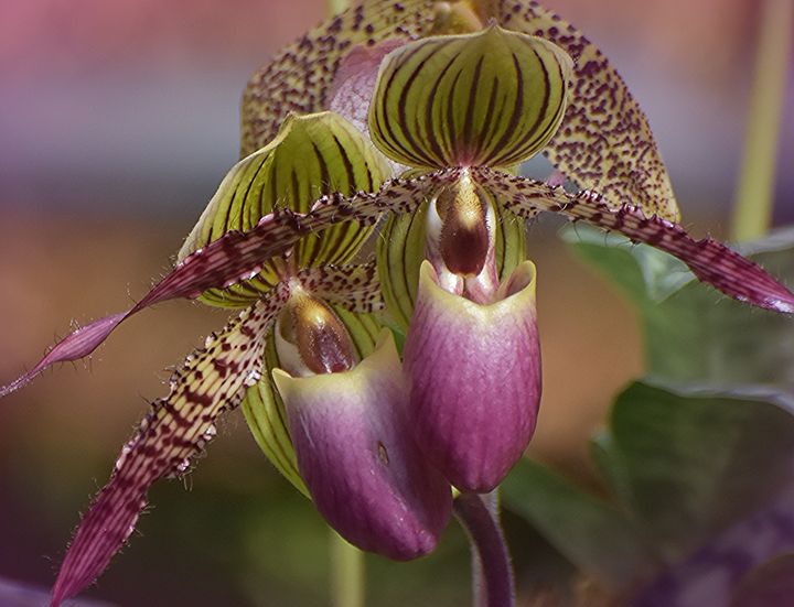 Slipper Orchid - NatureBabe Photos