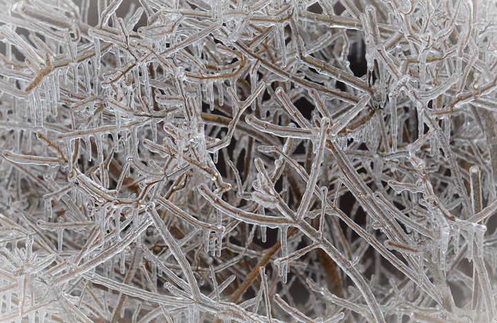 Encased in Ice - NatureBabe Photos - Photography, Landscapes & Nature ...