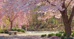 Cherry Blossoms Along the River