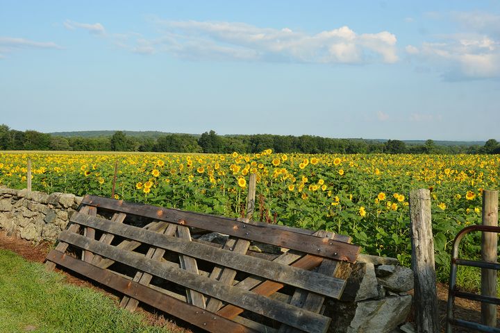 Acres of Sunflowers - NatureBabe Photos