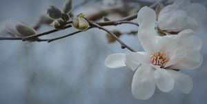 Magnolia Bloom