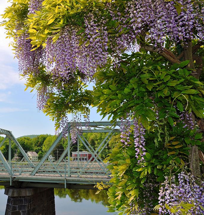 Bridge of Flowers Wisteria Tree - NatureBabe Photos - Photography, Flowers,  Plants, & Trees, Flowers, Flowers I-Z, Wisteria - ArtPal