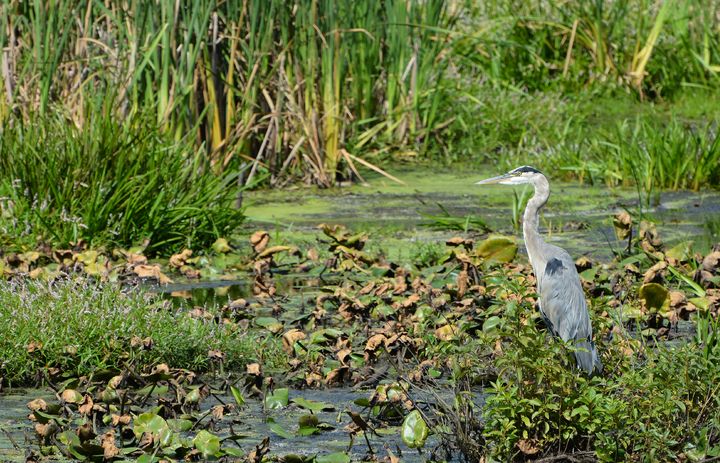 Heron in the Grass - NatureBabe Photos - Photography, Animals, Birds ...