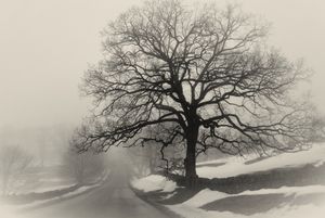 Old Oak Tree on Foggy March Morning