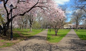 Wooster Square in Springtime