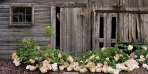 Pinky Winky Hydrangea & Old Barn