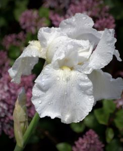 Iris After the Rain