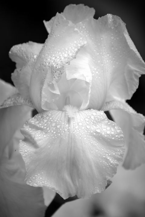 Dew-kissed Bearded Iris - NatureBabe Photos