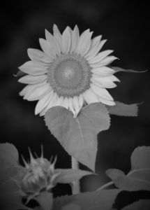 Sunflower in Black and White