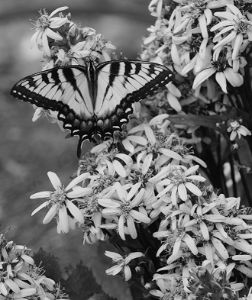 Tiger Swallowtail in black & white