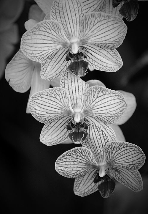 Striped Moth Orchids - NatureBabe Photos