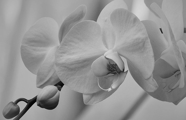 White Moth Orchid - NatureBabe Photos