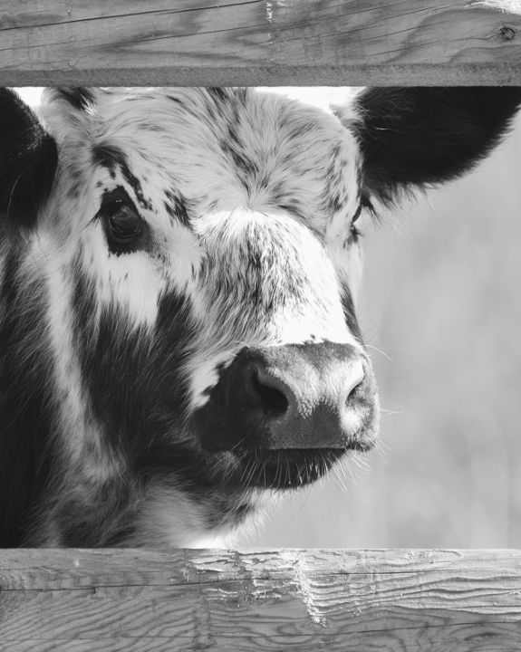 Cow Peering through Fence - NatureBabe Photos