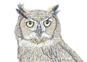 Owl Pen Drawing