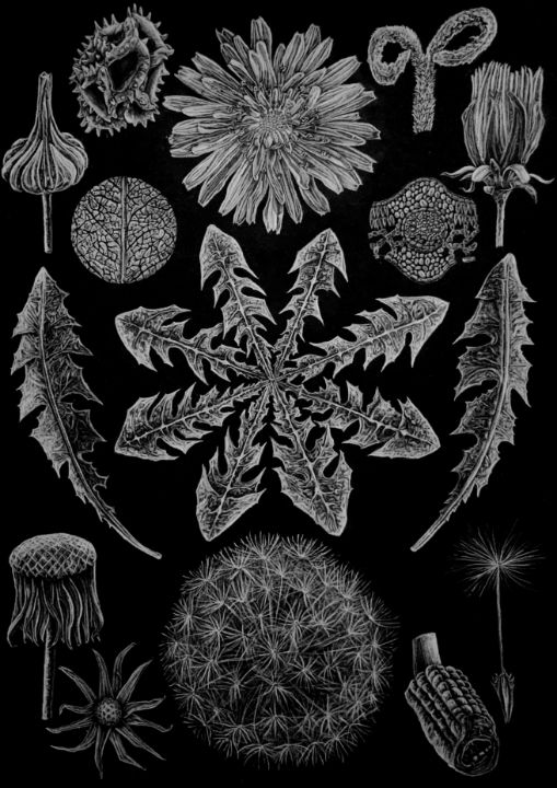 Dandelion Botanical Illustration - MaxGibsonArt - Paintings & Prints,  Flowers, Plants, & Trees, Flowers, Flowers A-H, Dandelions - ArtPal