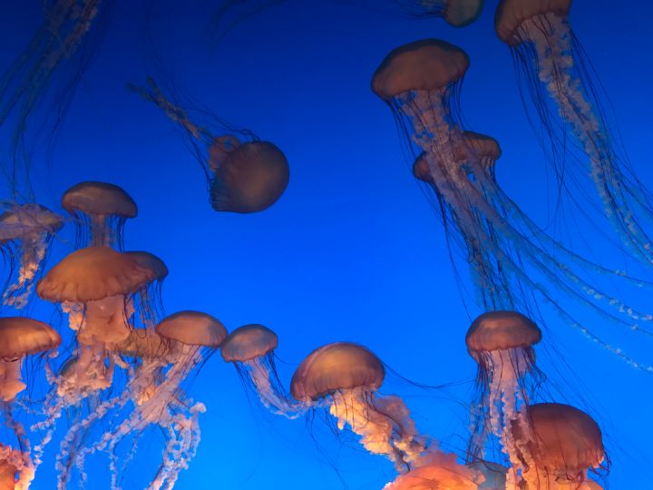 Jellyfish Party - Evie Walberg's Contemporary Fine Art & Photography ...