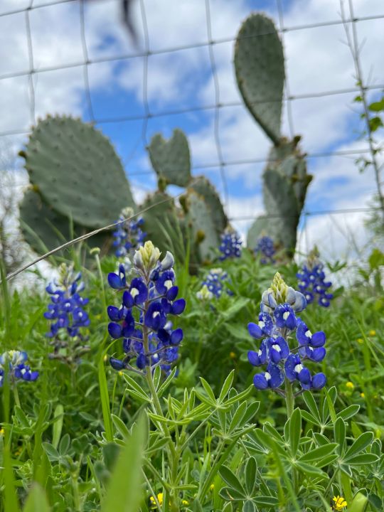 Blue Wildflower Veil – Belle Botanical Creations LLC