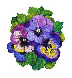 Pansy Flowers In Watercolor