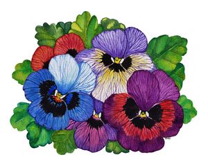 Colorful Pansies In Watercolor