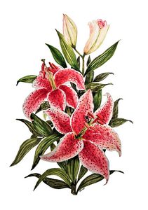 Lily Flowers and Buds In watercolor