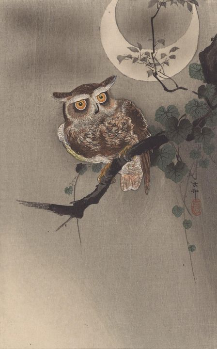 Ohara Koson~Owl perched on a branch - Old classic art - Paintings