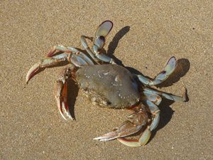 Crab sunbaking