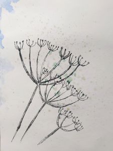 Pen and Wash drawing Cow Parsley
