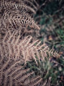 fronts of a fern in autumn