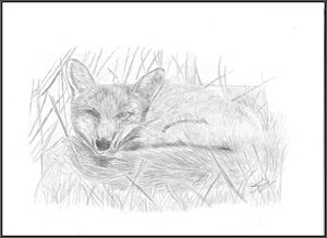 The sleeping Fox