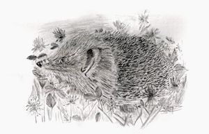 Hedgehog in clover