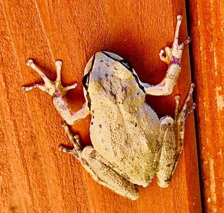 Angry Tree Frog - ArT in ya - Photography, Animals, Birds, & Fish ...