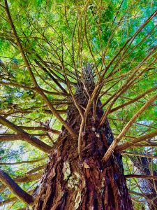 Tall Redwood