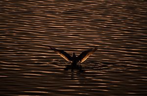 Silhouette of a bird on the Water