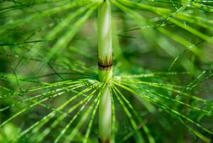 Green Nature - Horsetail Plant
