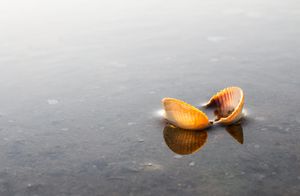 Sea Shell on Shallow Water