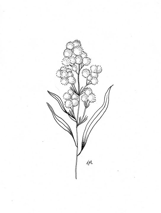 Acacia flower - A-Z flowercollection - bytriska