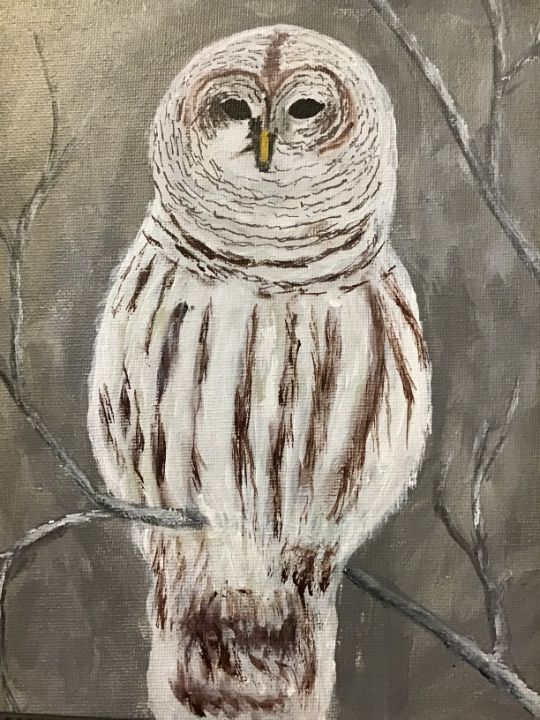 Barred owl sitting on limb - Camilla’s Paintings