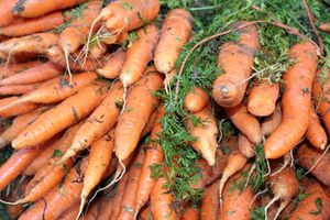 Carrots, Carrots, Carrots