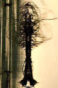 Driftwood as Tree