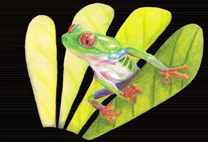 Colorful Tree Frog