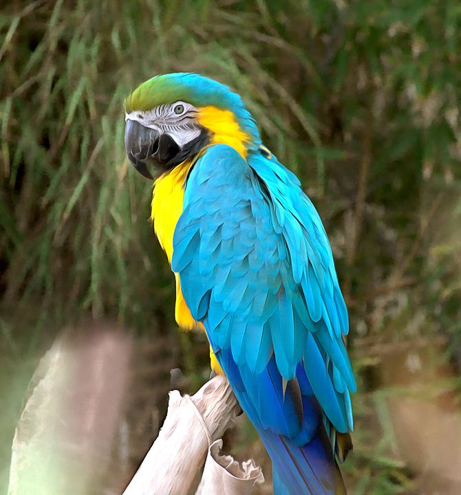 Blue Macaw by Barbara Snyder - FASGallery/ArtPal