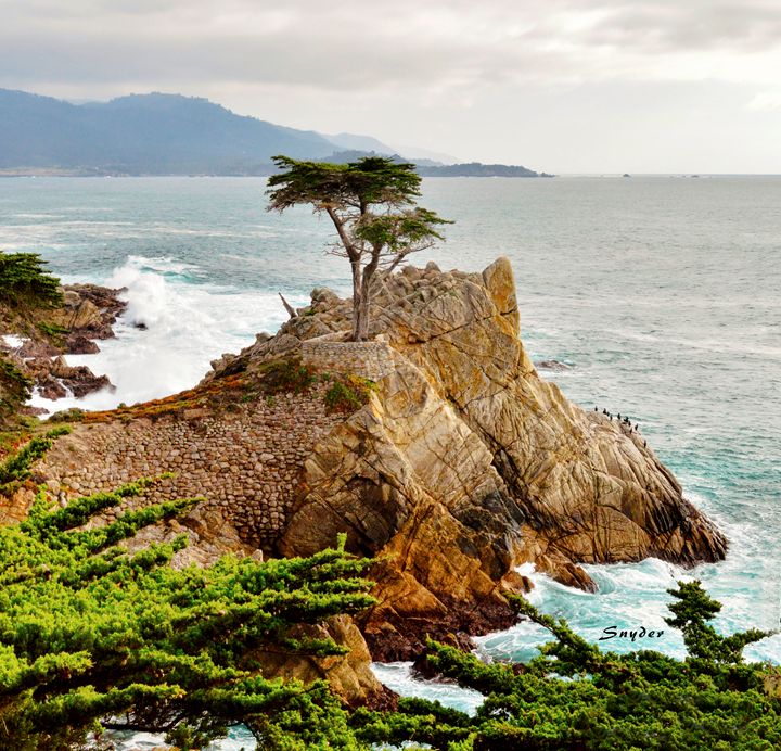 17 Mile Drive - Famous Lone Cypress - FASGallery/ArtPal