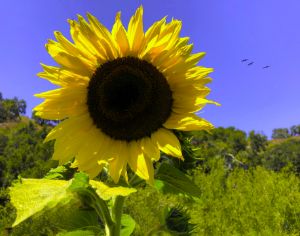 One Sunflower and Three Birds